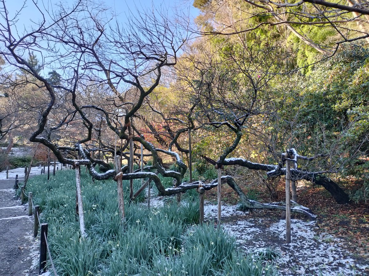 HSankeien's tweet image. 今朝の三溪園です。
昨夜の雪が園内を白く染め、古建築や庭園が幻想的な雰囲気となりました。
足元は大変滑りやすくなっておりますので、お越しの際は十分ご注意ください。

#三溪園 #三渓園 #雪 #雪景色 #snow #snowy #snowylandscape #日本庭園