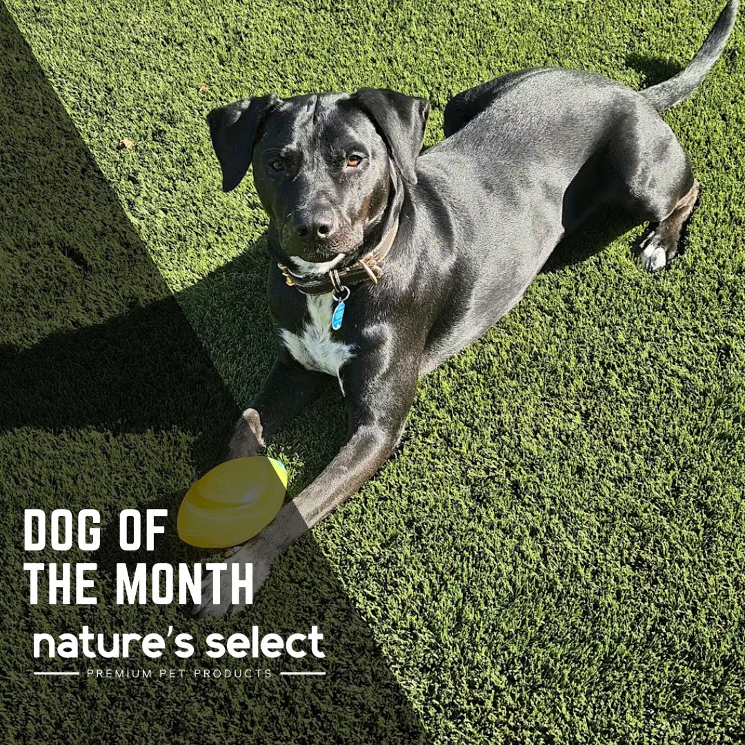 Nature's Select Pet Food tweet media