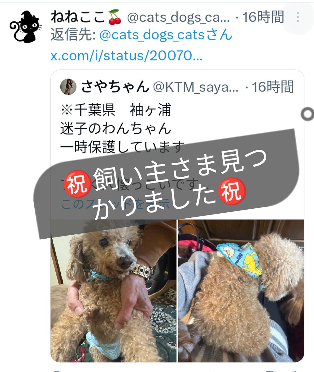 ㊗️飼い主さま見つかりました㊗️ #迷い犬 #迷子犬 #千葉県