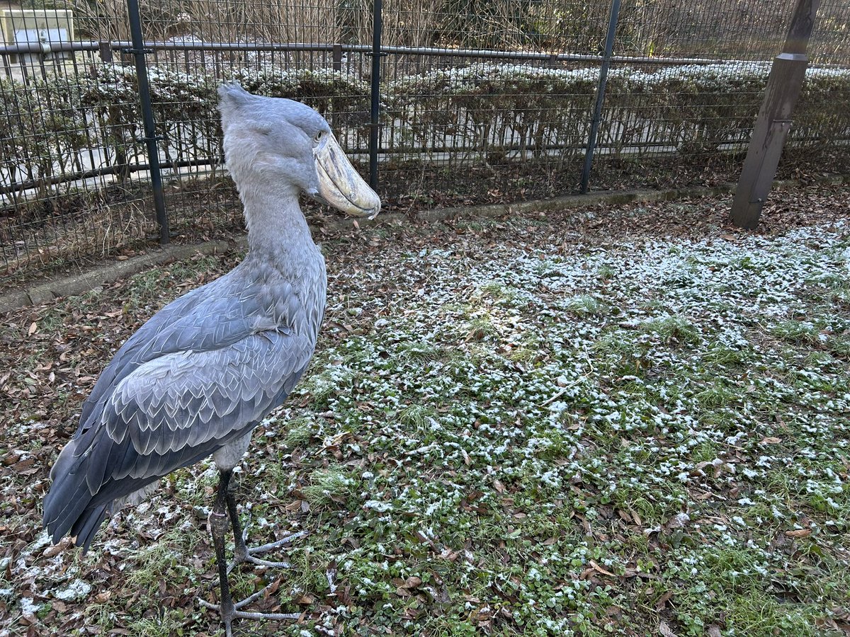 ChibaZoo's tweet image. おはようございます！ハシビロコウ展示場には昨夜降った雪が少しだけ残っています❄️じっとは暖かい寝室から勢いよく出て行ったものの、ひとしきり眺めてそそくさと戻ってきました。（飼1）#千葉市動物公園 #ハシビロコウ #shoebill