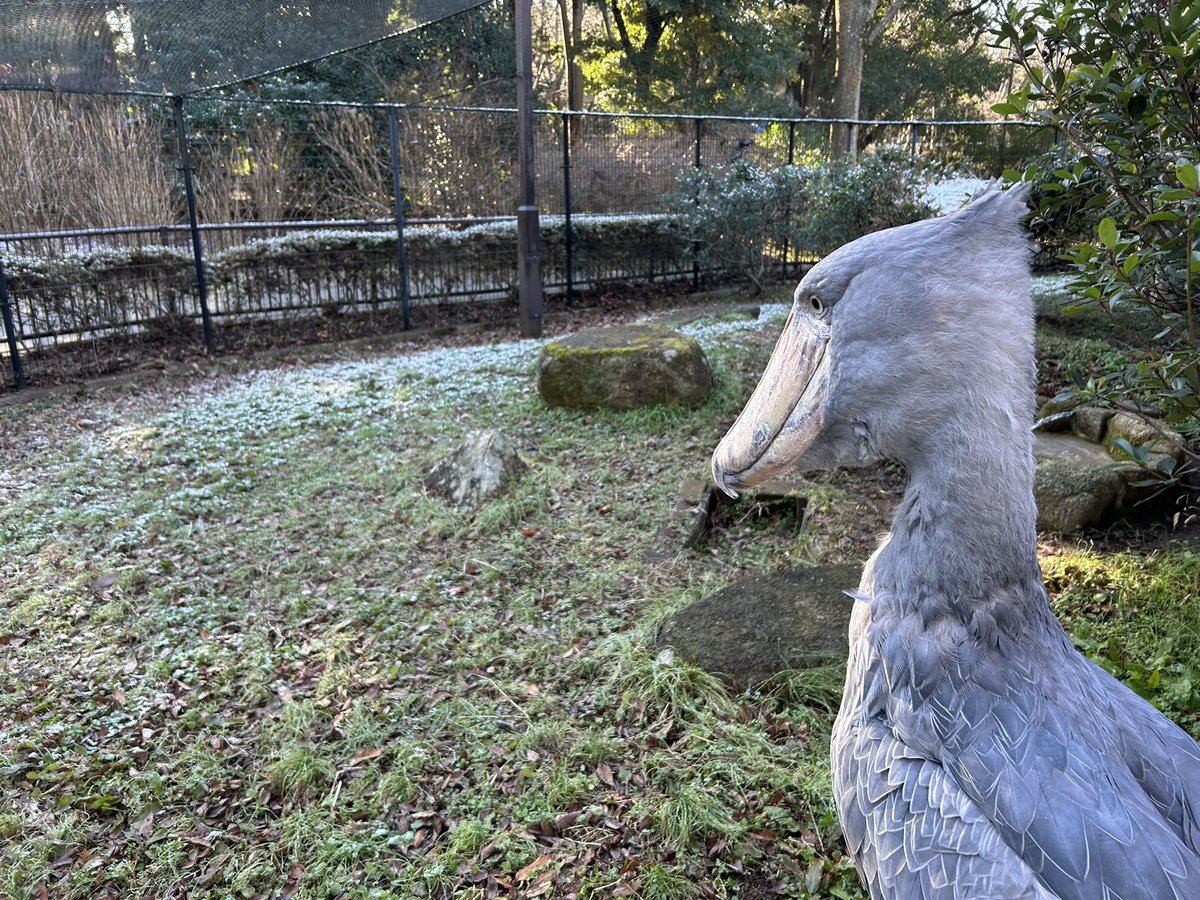 ChibaZoo's tweet image. おはようございます！ハシビロコウ展示場には昨夜降った雪が少しだけ残っています❄️じっとは暖かい寝室から勢いよく出て行ったものの、ひとしきり眺めてそそくさと戻ってきました。（飼1）#千葉市動物公園 #ハシビロコウ #shoebill