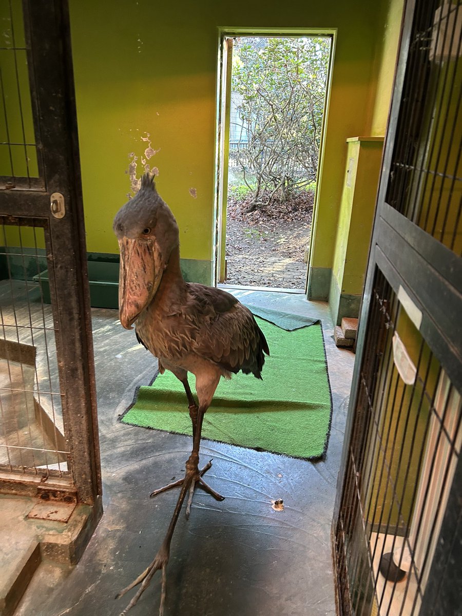 ChibaZoo's tweet image. おはようございます！ハシビロコウ展示場には昨夜降った雪が少しだけ残っています❄️じっとは暖かい寝室から勢いよく出て行ったものの、ひとしきり眺めてそそくさと戻ってきました。（飼1）#千葉市動物公園 #ハシビロコウ #shoebill