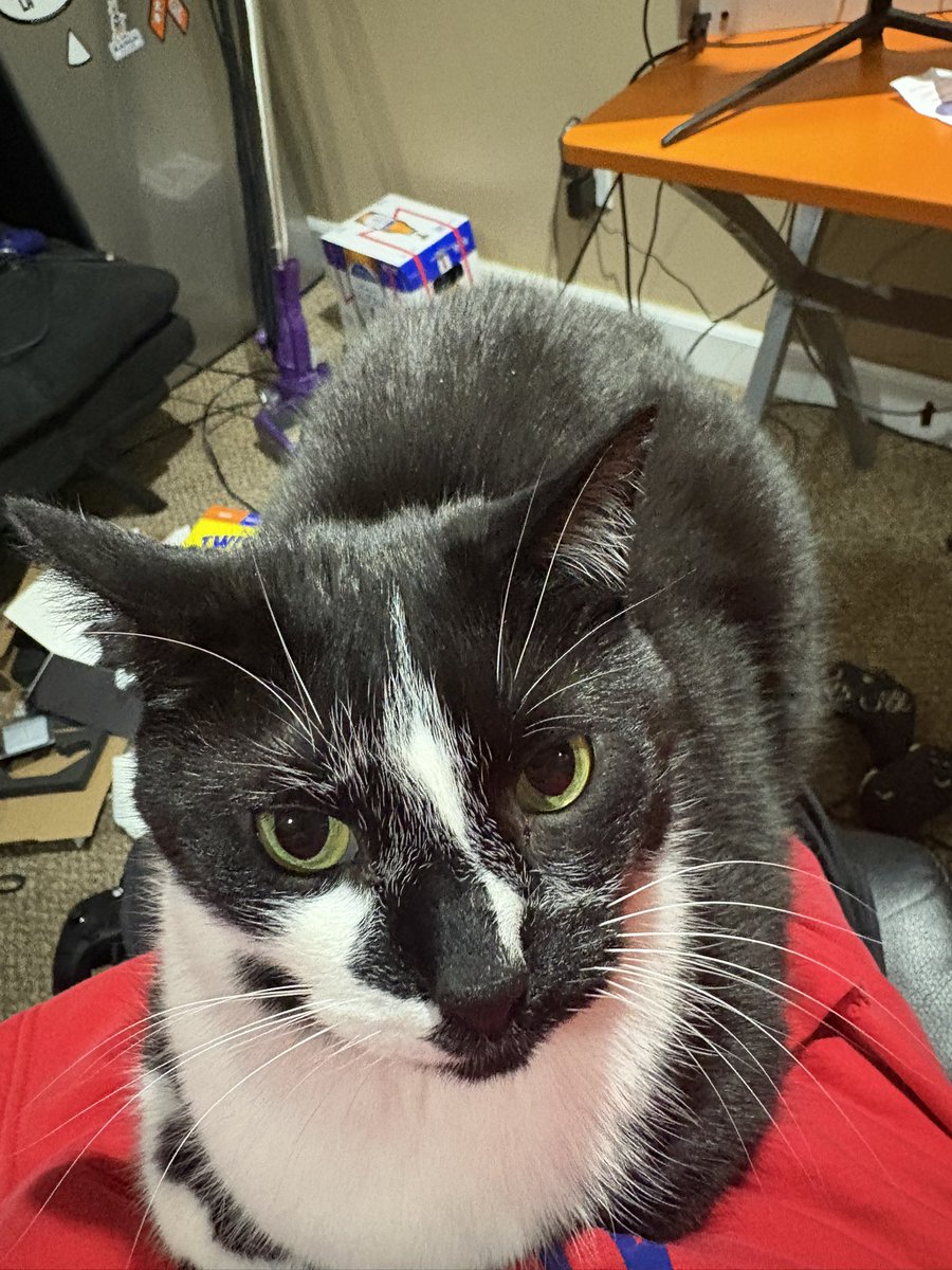 DontLookTop's tweet image. Rent has once again been paid with no contribution from his majesty the prince of darkness yet here he sits like he owns the place yea ok you’re adopted pal good luck washing that down with your hills science diet broke boi