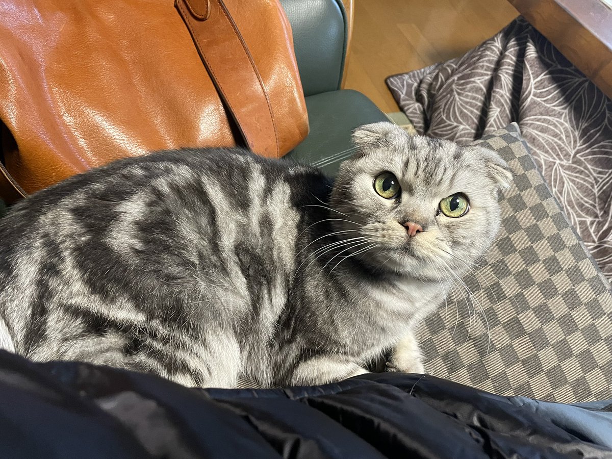 ちょこざい (@Z7ZX001) / Posts / X