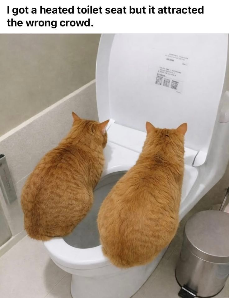 PostsOfCats's tweet image. 