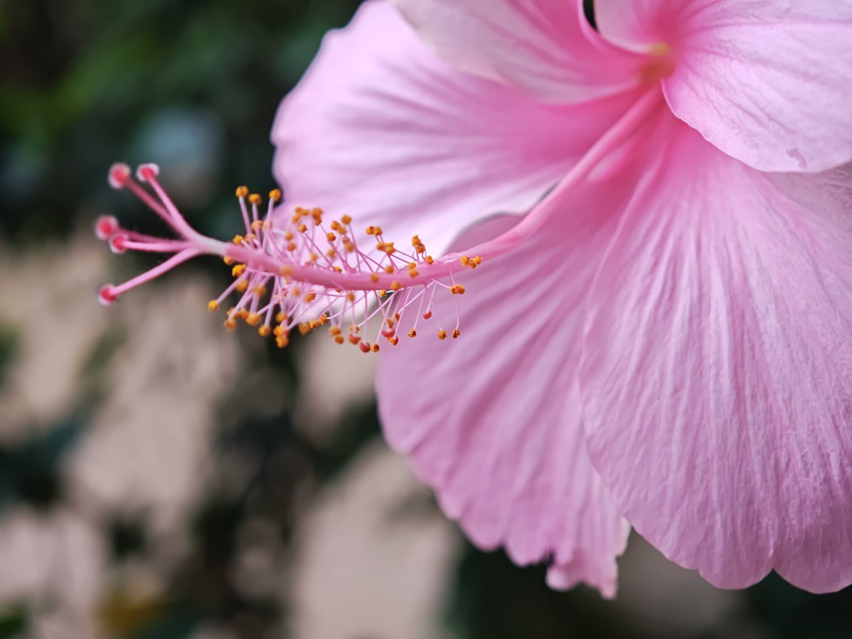 KBVijayraghavan's tweet photo. Colour reproduction of #Xiaomi15Ultra is just amazing.
Trying to capture pics post #hyperos3 update. Feels solid so far. https://t.co/9IpiiORdni