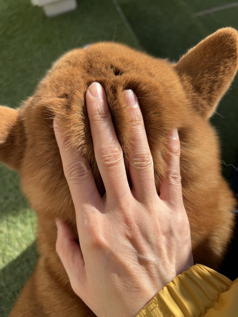 🐕犬、冬の仕上がり⛄️