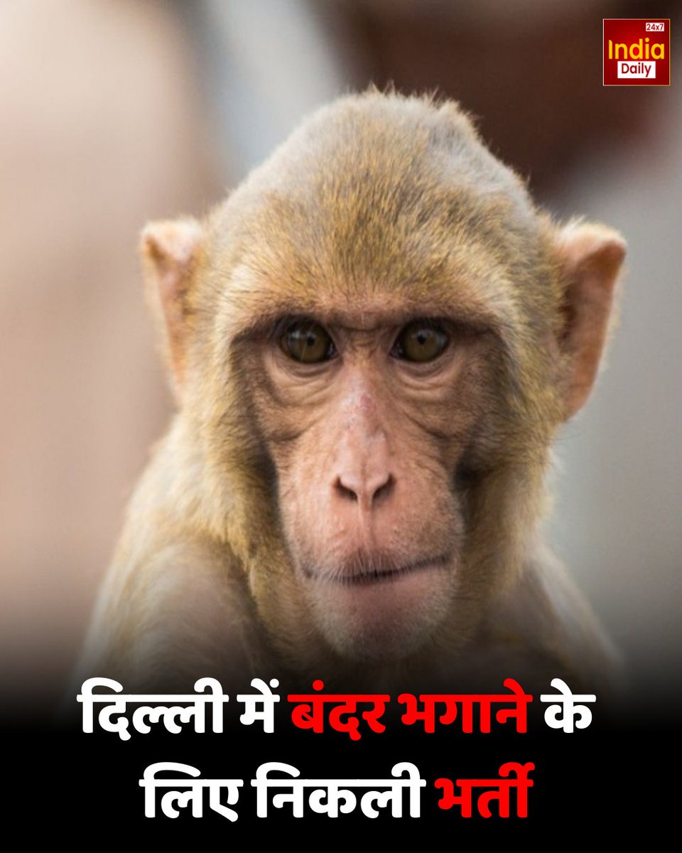 IndiaDaily_24X7's tweet image. दिल्ली में PWD ने बंदर भगाने के लिए टेंडर जारी किया, जहां हर कर्मी 8 घंटे की शिफ्ट में लंगूर की आवाज की नकल कर बंदरों को भगाएगा.

#delhi #monkeycontrol #pwdindia #wildlife #animalcontrol #citynews #funnynews #viralnews #publicsafety #indiaupdates #indiadaily #indiadaily24x7