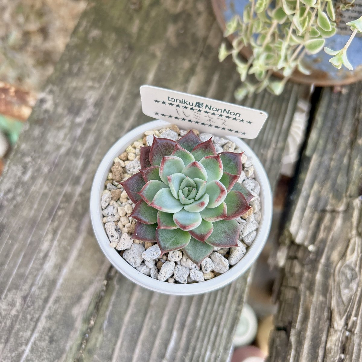 多肉植物 たまちゃ•*¨*•.¸¸♬ 多肉植物 ちまちま寄せ 車内は暑い | yellowsky