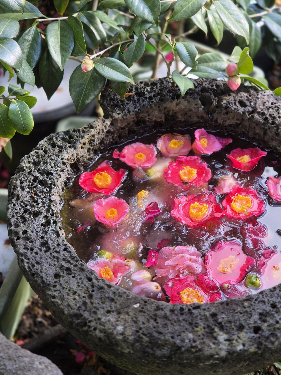 동백꽃 보러 왔는데 예쁜 시기는 아니어서 아쉬웟슨...