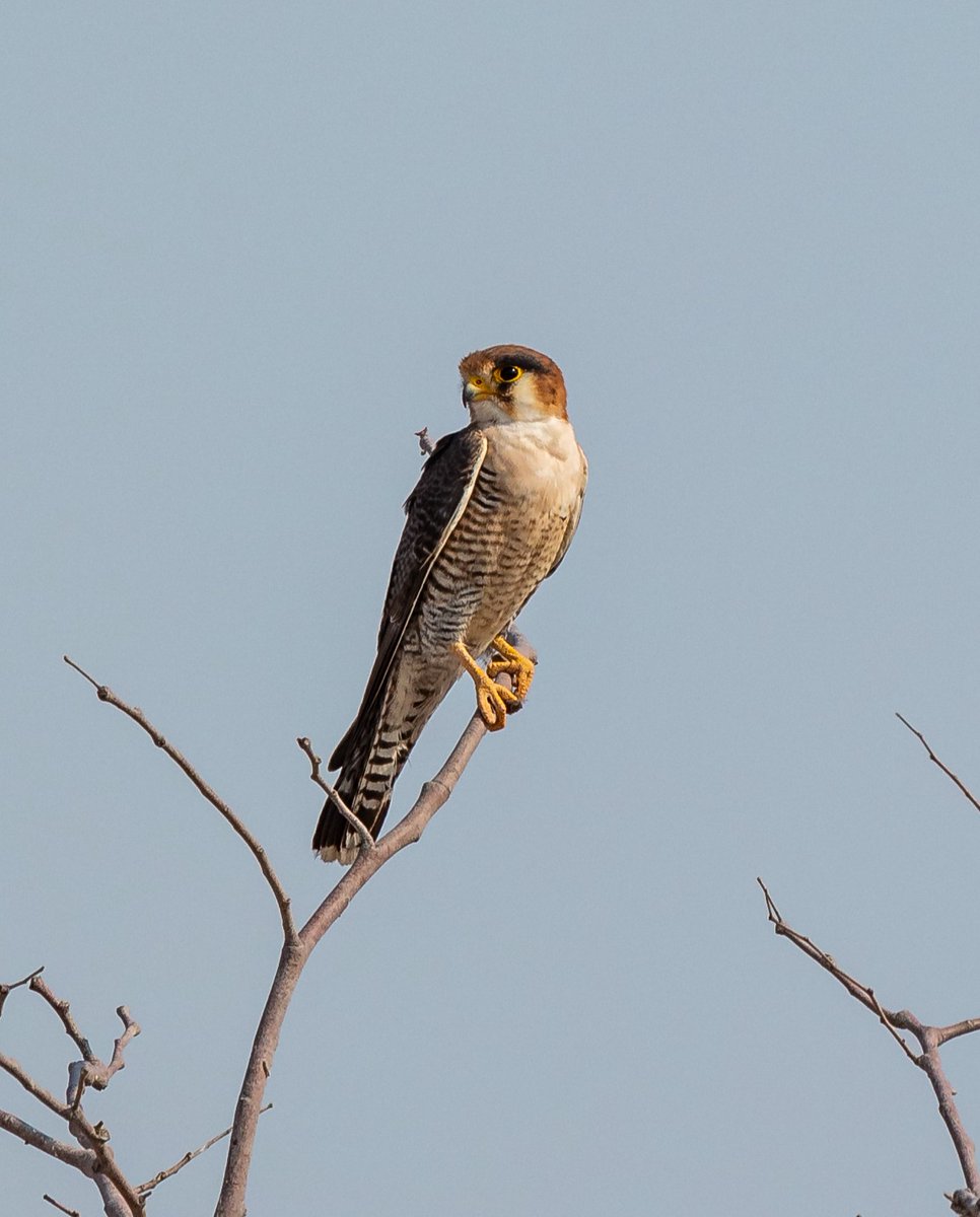 Look closer.
Perched high, eyes sharp, always watching.

Do you know which raptor this is?
Drop your guess in the comments 👇
