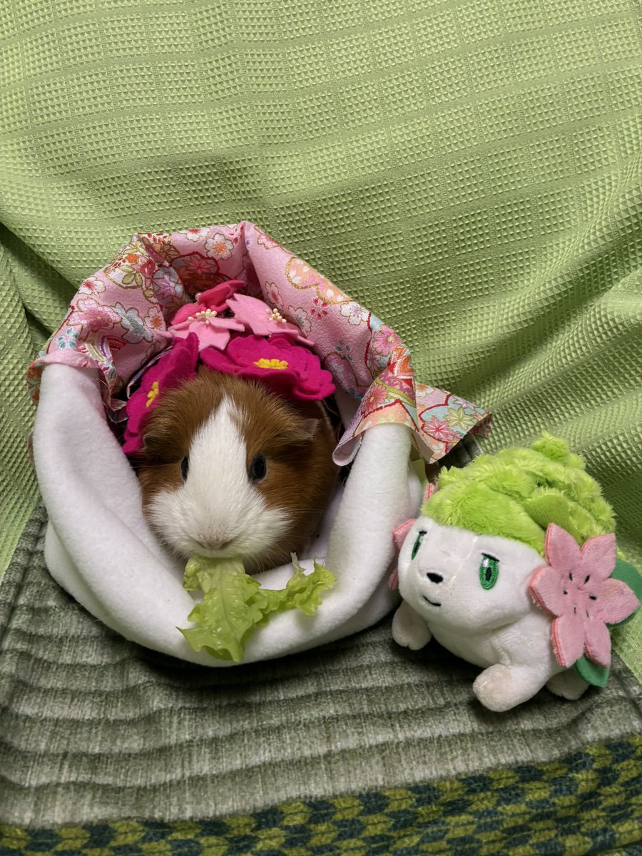 もるもるモルちゃん (@atamagamawaran1) / Posts / X