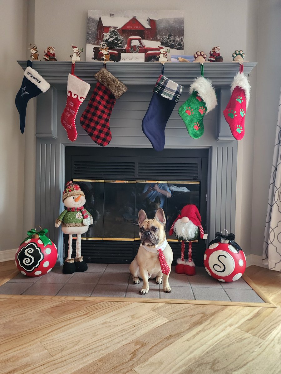 #christmas2025 #xmas #christmas #newyear #2026 #Tyson #frenchie #frenchbulldog #dog #love #peace