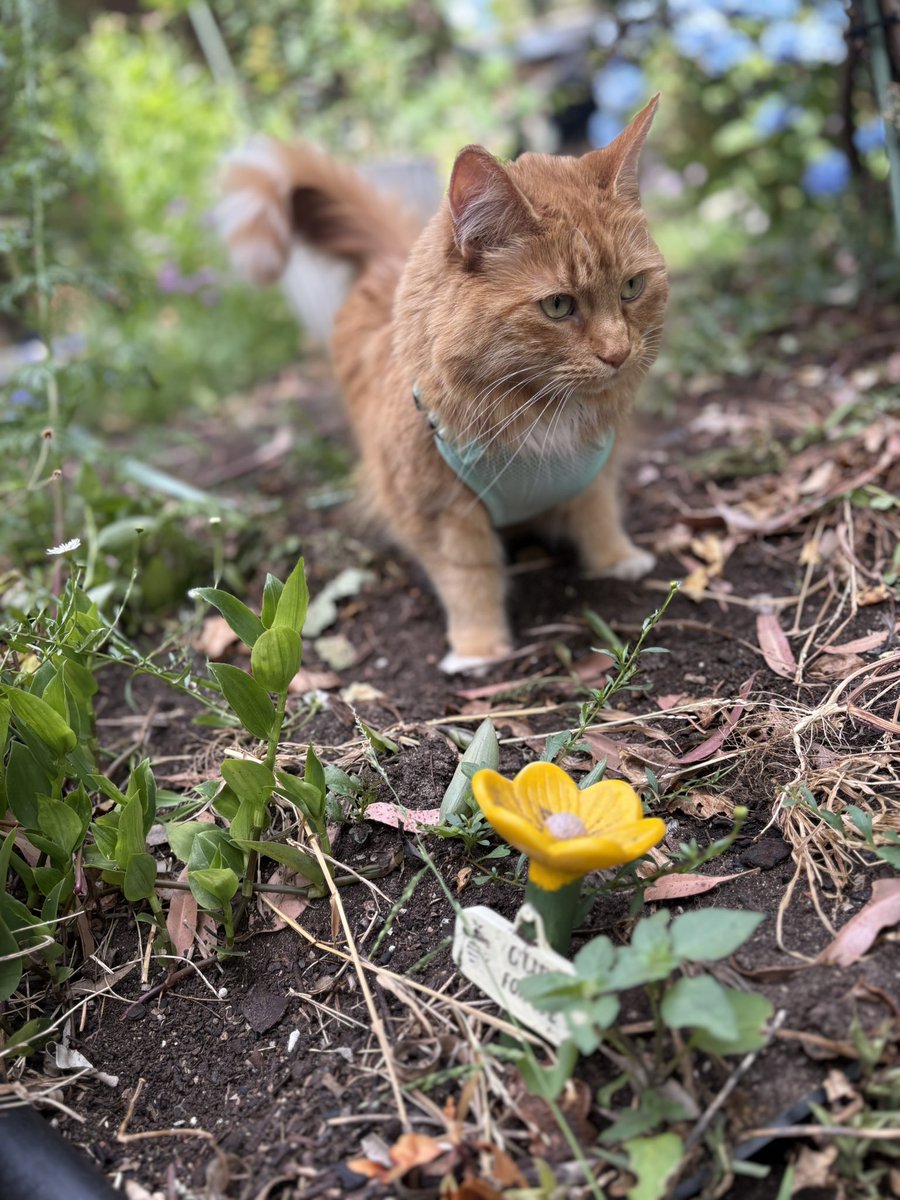 PussCattius's tweet image. Lovely harness walk today. Such good weathers.