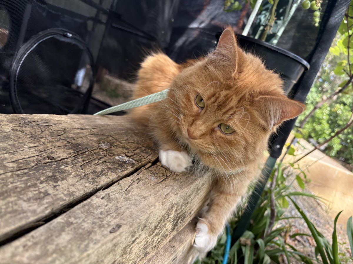 PussCattius's tweet image. Lovely harness walk today. Such good weathers.