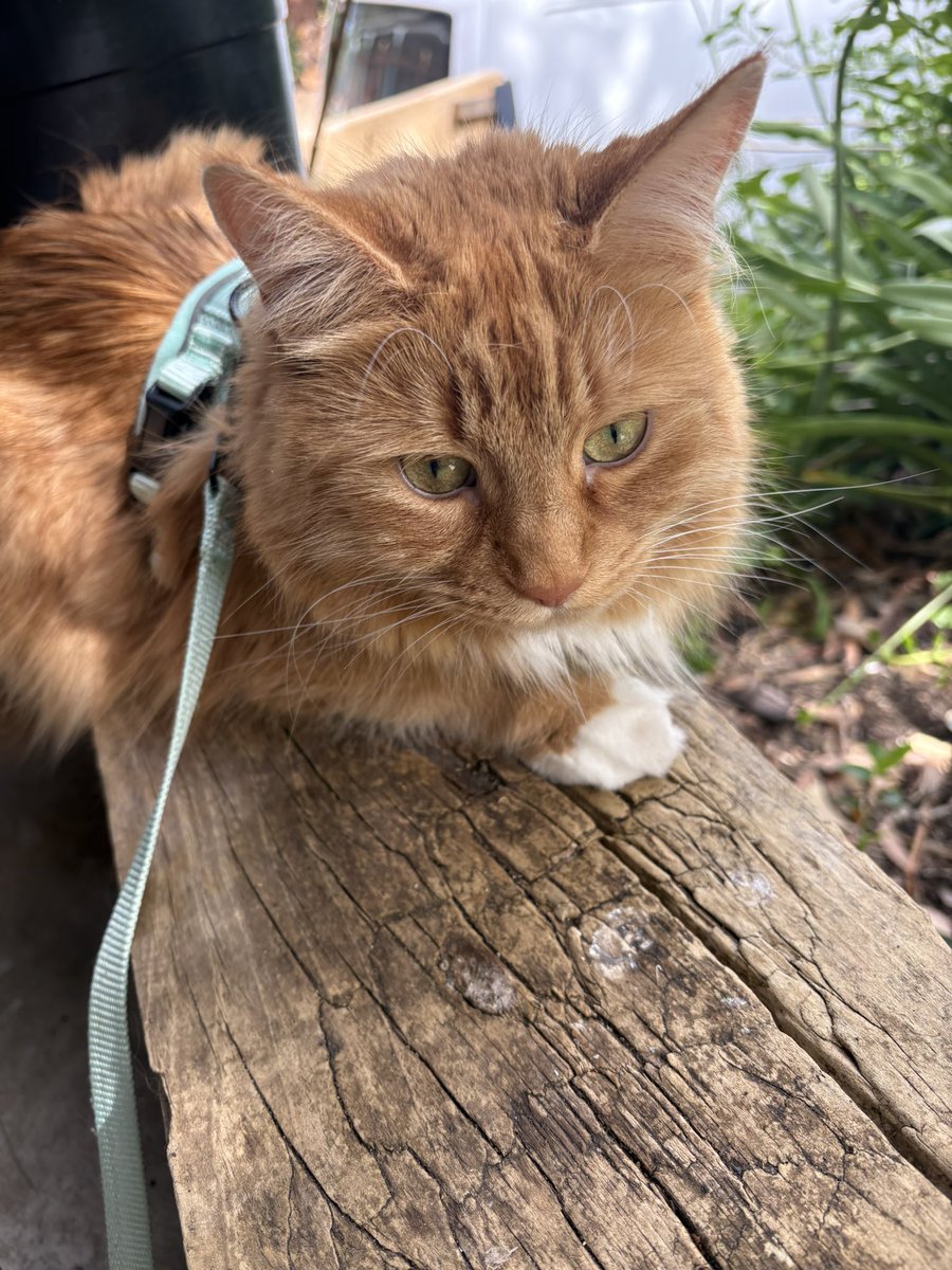 PussCattius's tweet image. Lovely harness walk today. Such good weathers.