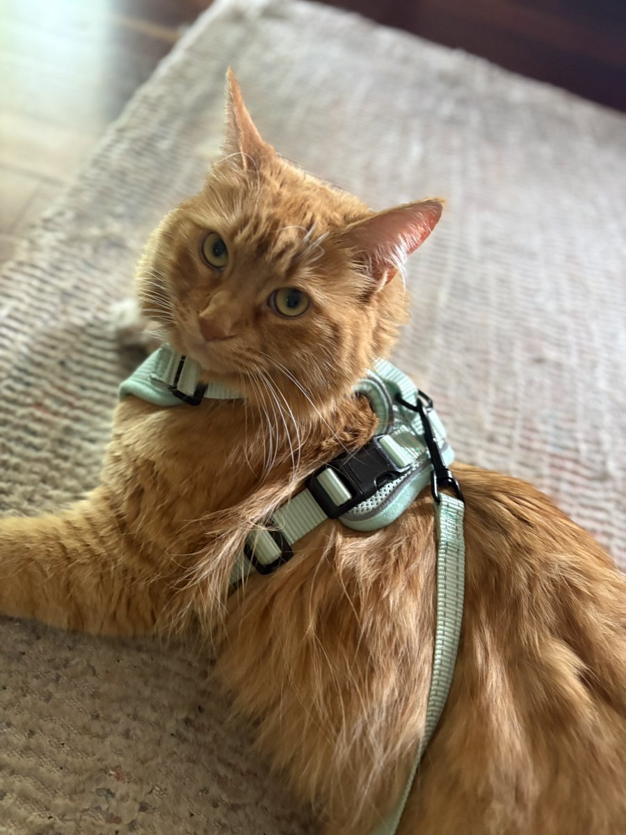 PussCattius's tweet image. Lovely harness walk today. Such good weathers.