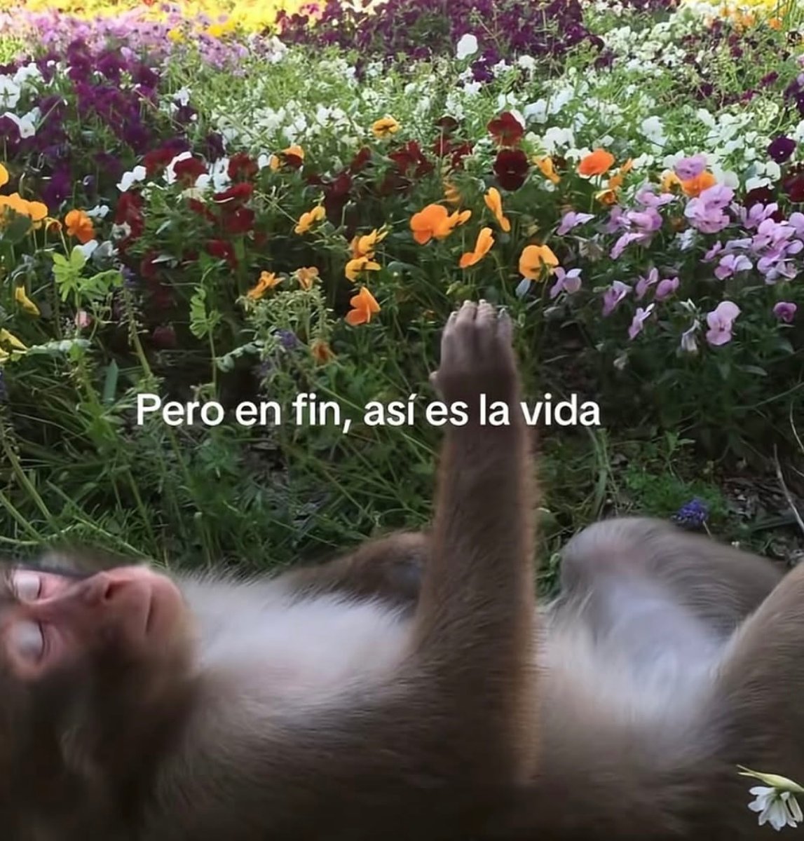 vibesfyp's tweet image. 