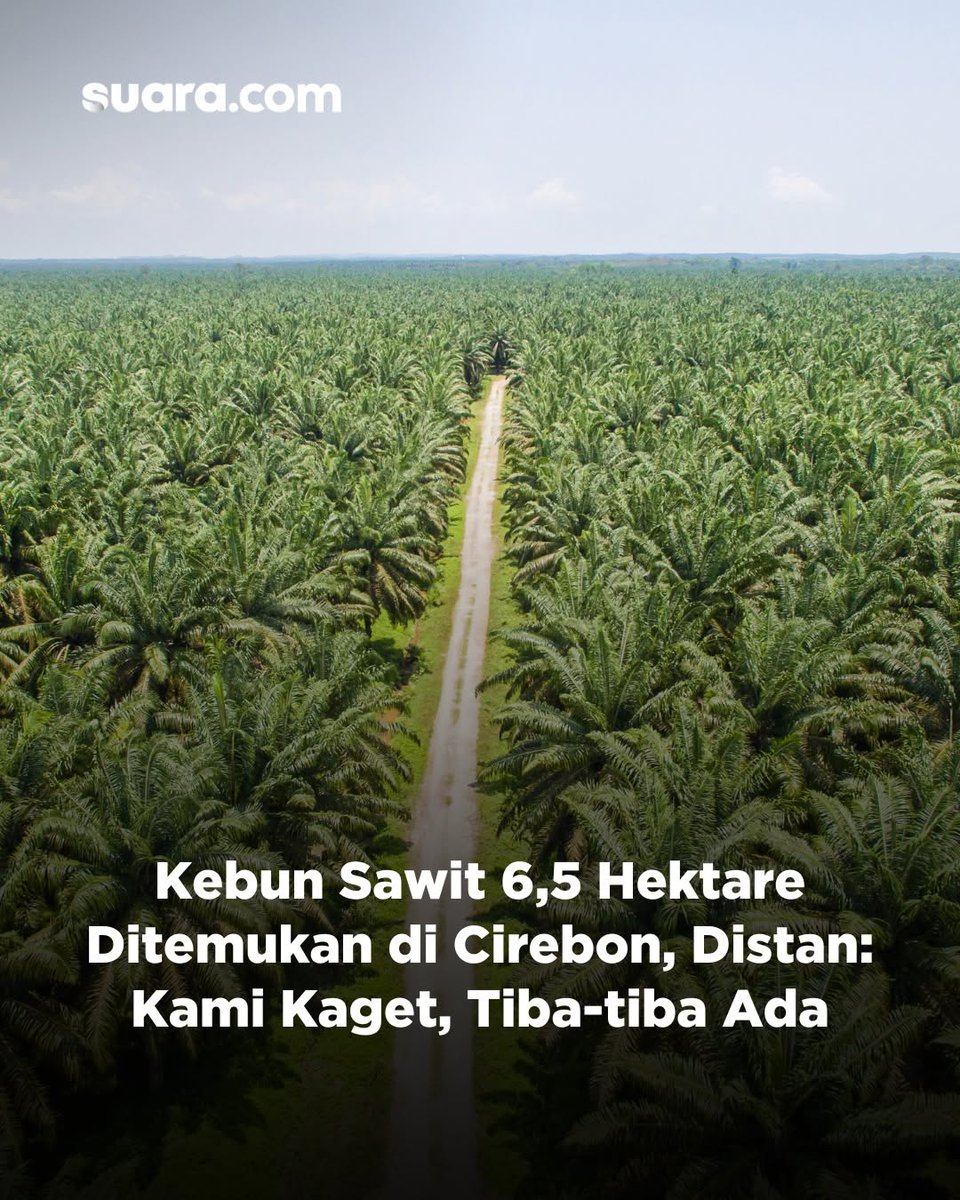 Urrangawak's tweet image. Kebun Sawit kaget melihat Distan kaget, emang bisa "abrakadabra" 🤣🤣