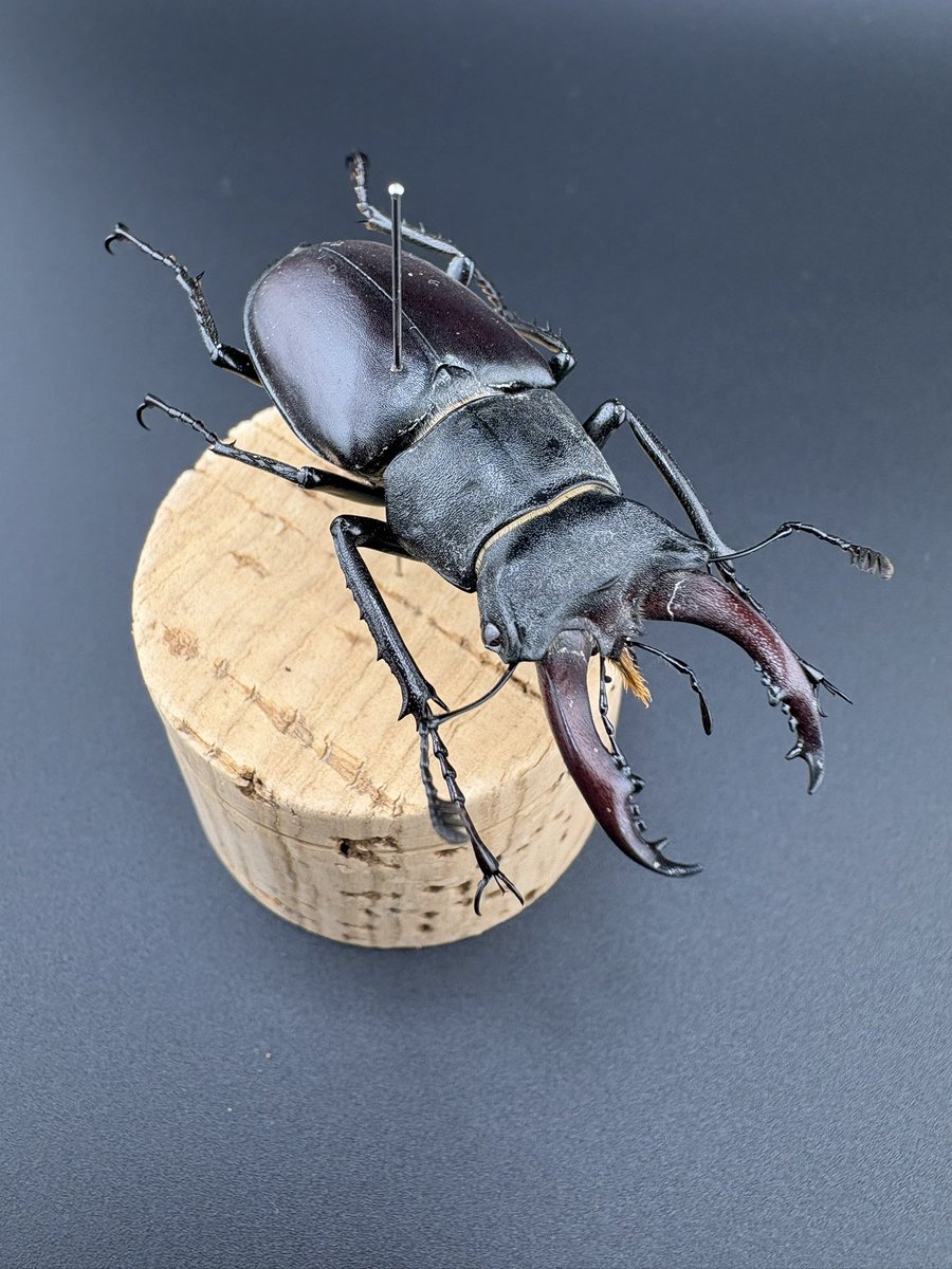 ReiRin🇩🇪🇯🇵 tweet media