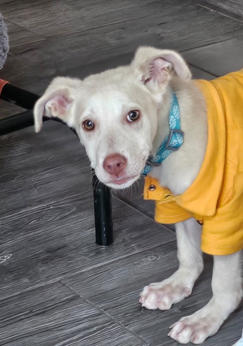 Buscamos una casita para Winston.❤️

Tiene 3 meses,será talla mediana.
Está en CDMX.
#AdoptaNoCompres