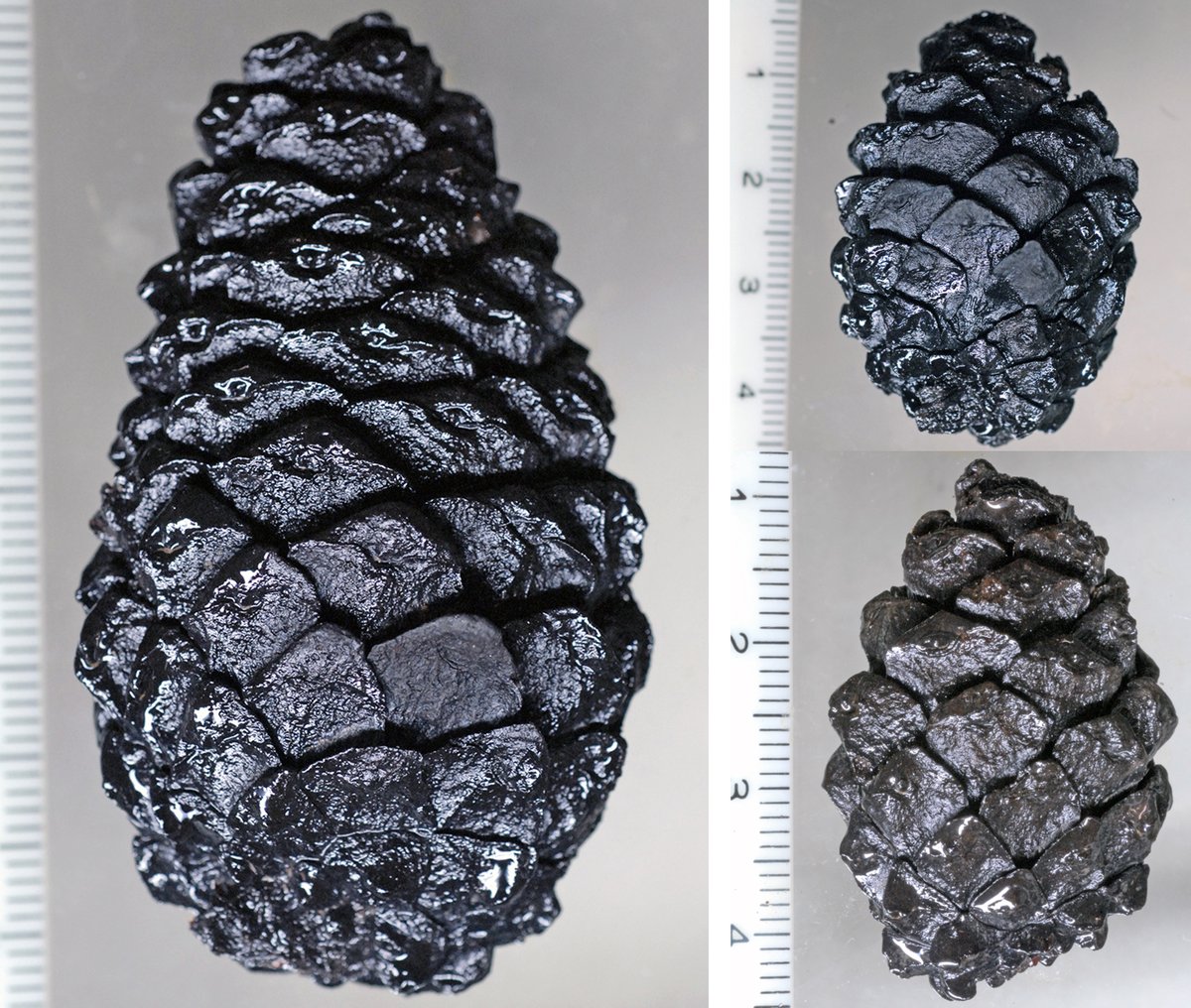 松の木の化石 新年なので，松の化石．ミキマツ（Pinus mikii）のホロタイプ（左）と