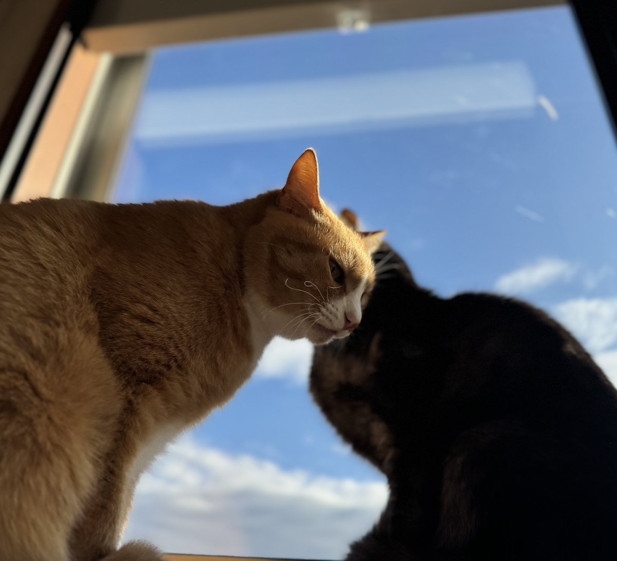 1月3日土曜日 毛づくろいをしてあげたい猫と🐈 毛づくろいはされたく