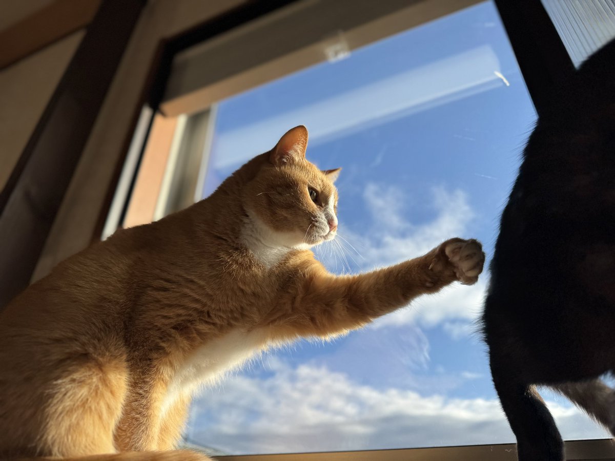 1月3日土曜日 毛づくろいをしてあげたい猫と🐈 毛づくろいはされたく