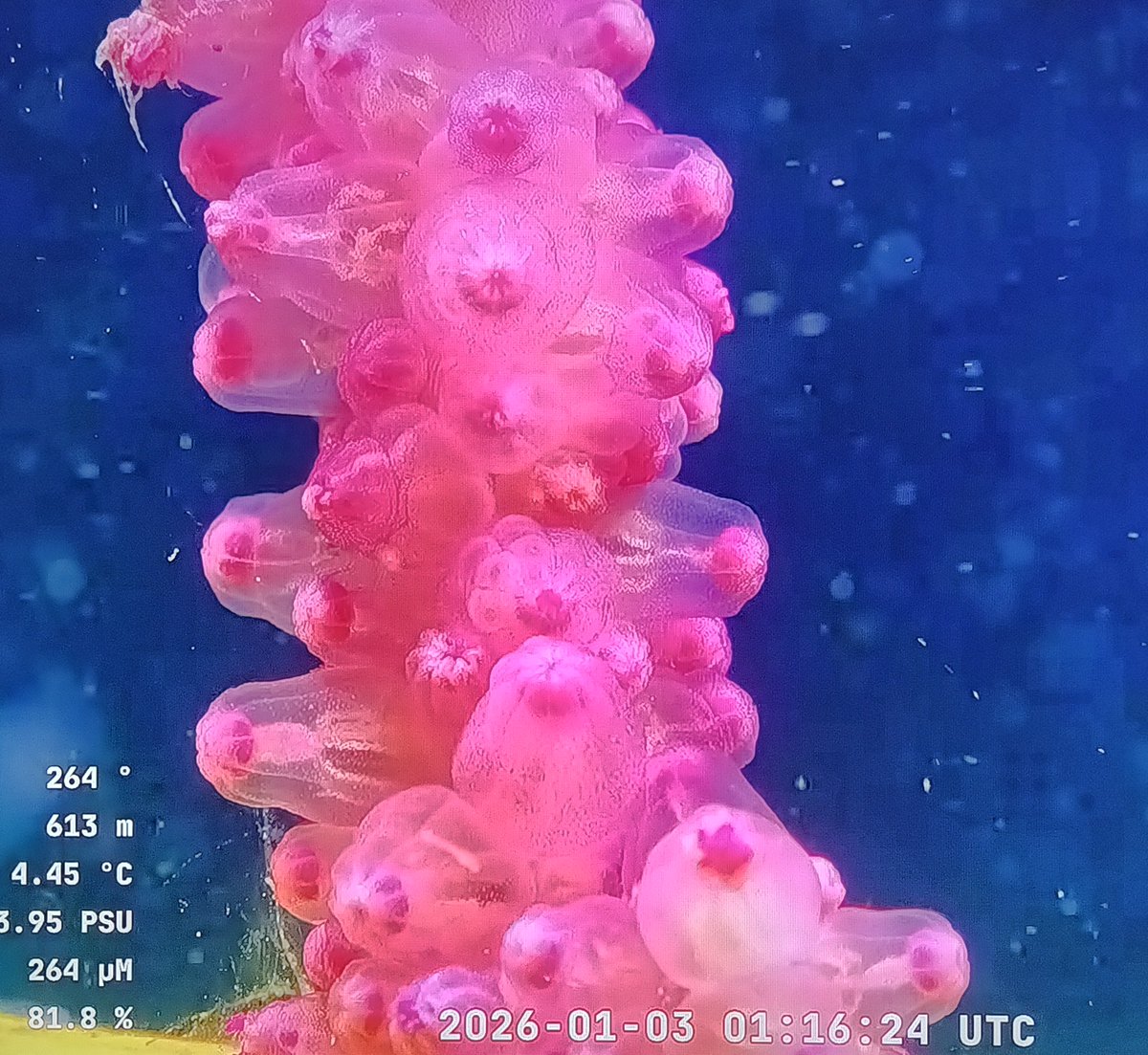 bichoargentum's tweet photo. Coral 🪸, Merluza Negra 🐟 y los tres mosqueteros de las Profundidades 😍
#VidaenlosExtremos #CONICET
#SchmidtOcean #ExactasUBA https://t.co/Pmr3P5NowS