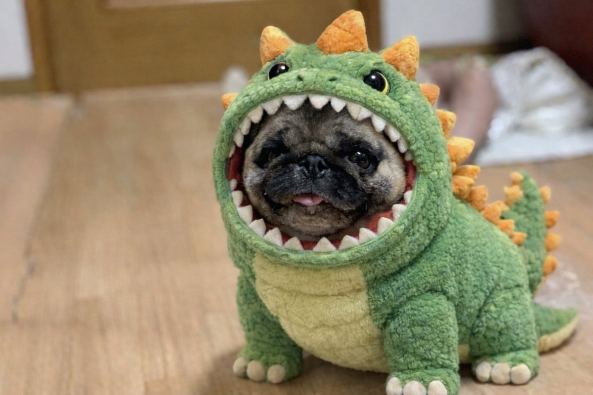 ガォ〜🦕

お留守番させると怪獣になっちゃうぞ〜