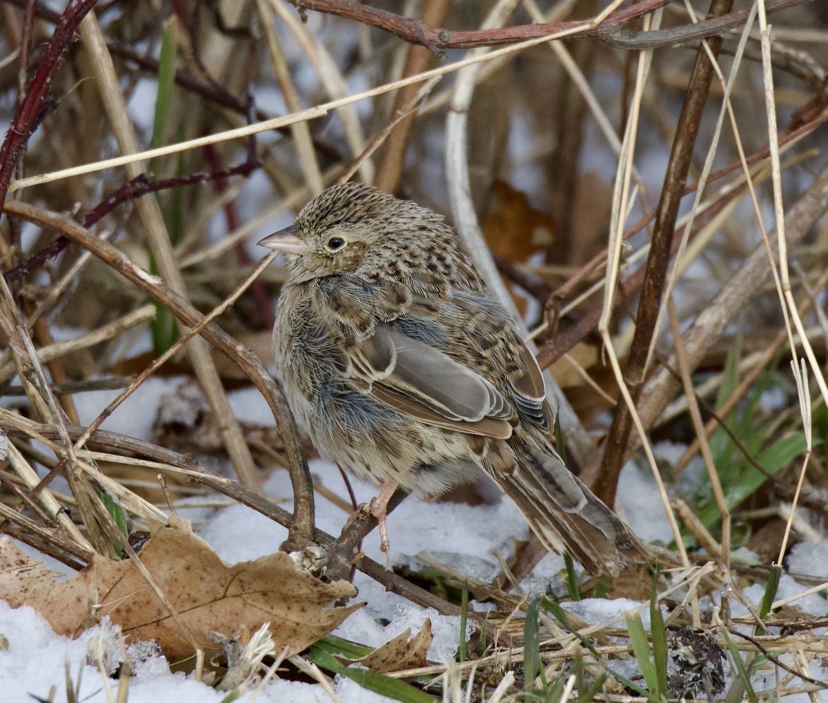 terri needham tweet media