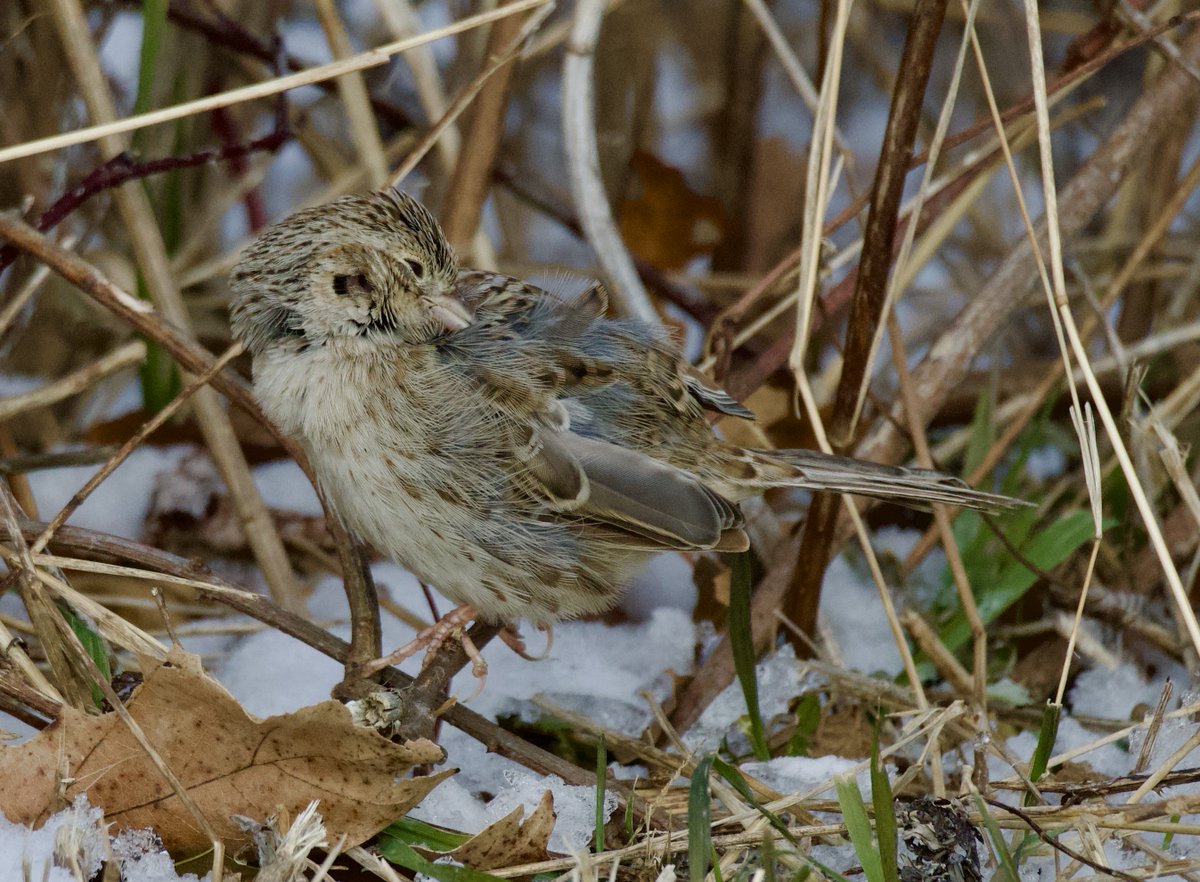 terri needham tweet media