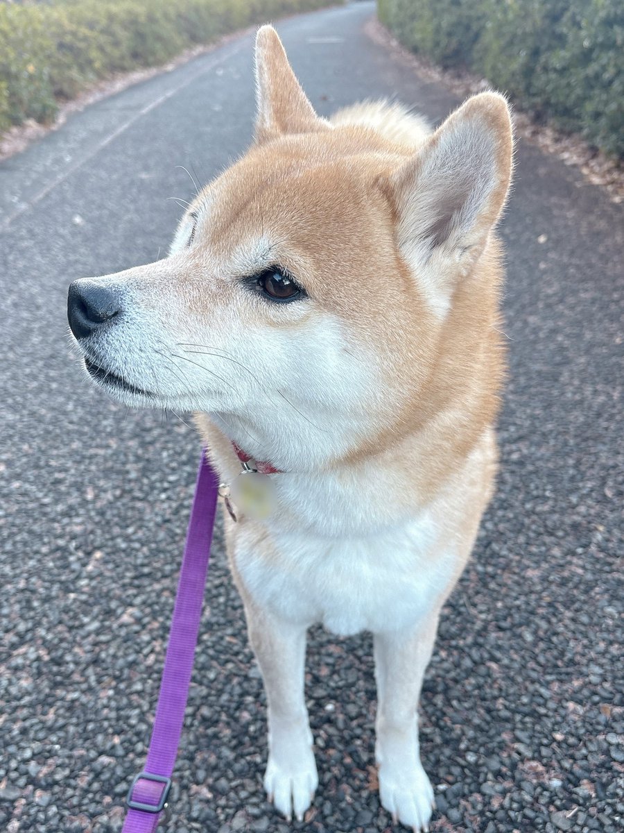 柴犬むぎ (@shiba_inu_mugi) / Posts / X