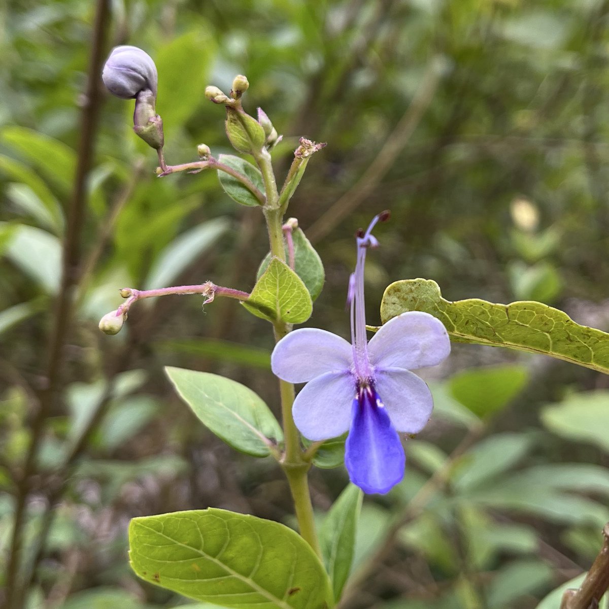 熱帯植物観察①
Rotheca myricoides
まるで青い蝶の妖精が舞っているような、幻想的な花✨🦋繊細な花びらが本当に蝶の羽みたい💙