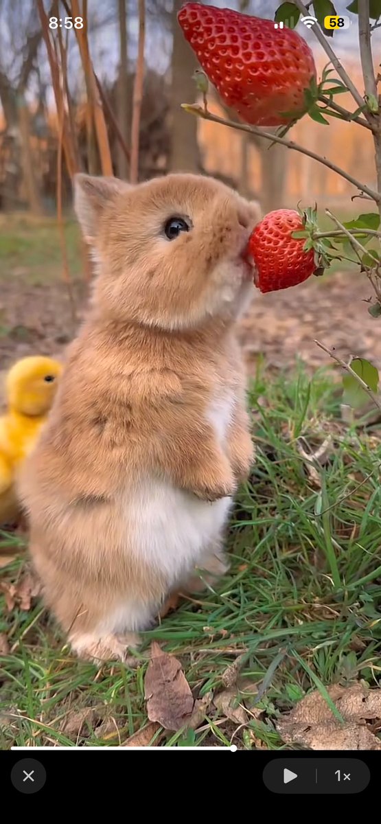 randomlapis's tweet image. trying this bougie strawberry icecream, nibbling the top. this is what i feel like