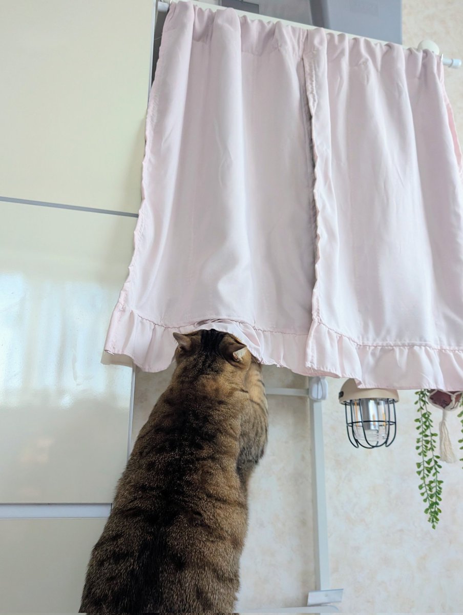 みかん (@mikan_190908) / Posts / X