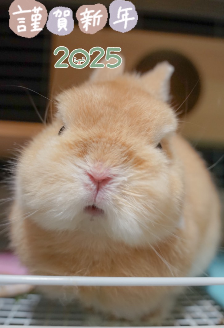 本日の営業 12:00-19:00 今年もよろしくおねがいします🐰 #うさぎ #rabbit