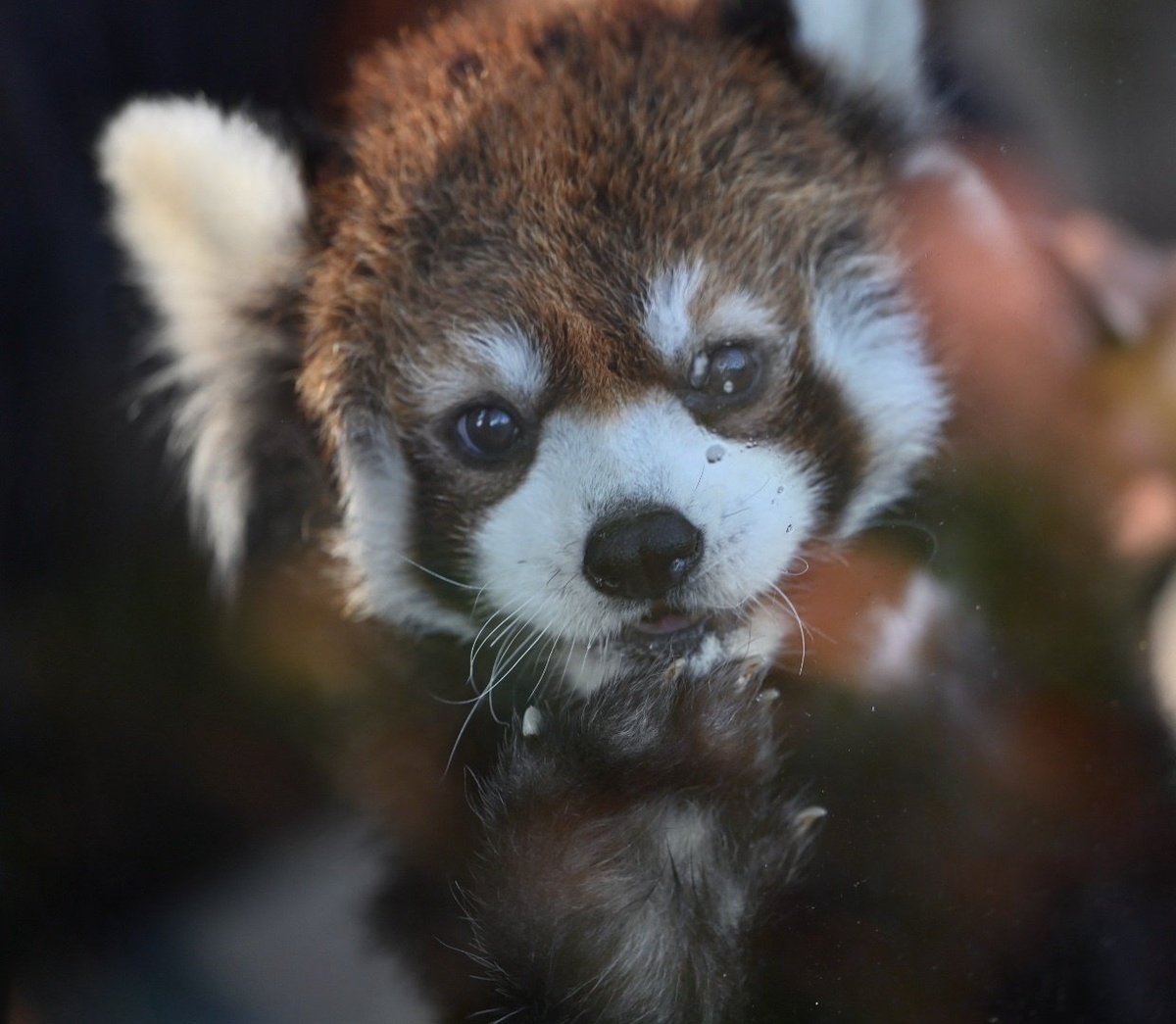 chizu_xiang (@kobuchizu0612) / Posts / X