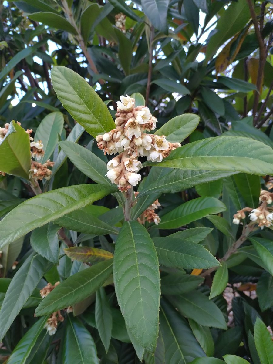 brokenburgh's tweet image. 故郷に墓のみ待てり枇杷の花
福田蓼汀(ふくだりょうてい)
　　　　　(1905〜1988山口県)