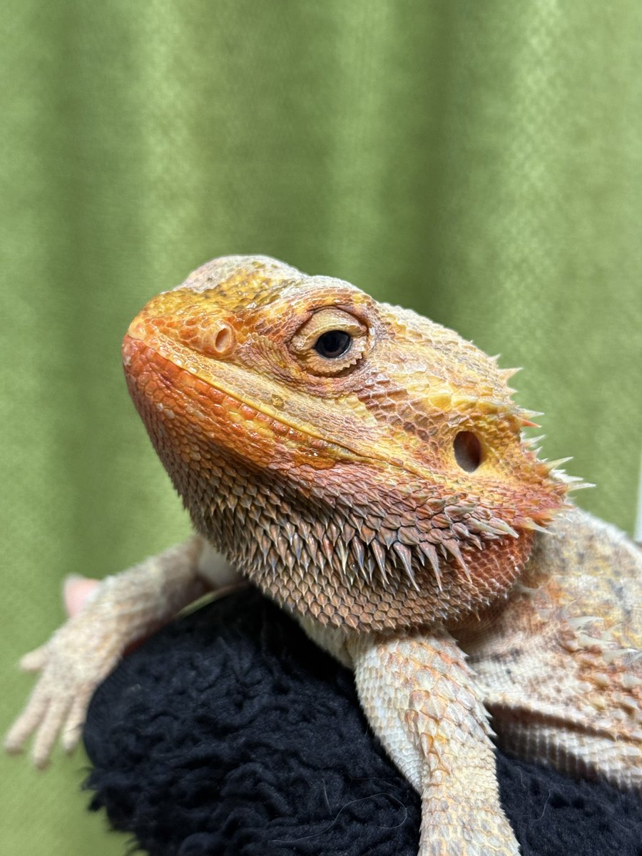 1ページ目　AYAオーダーページ•*¨*•.¸¸♬ a-ya様 オーダーページ ayaオーダーページ】 様オーダーページ Zx