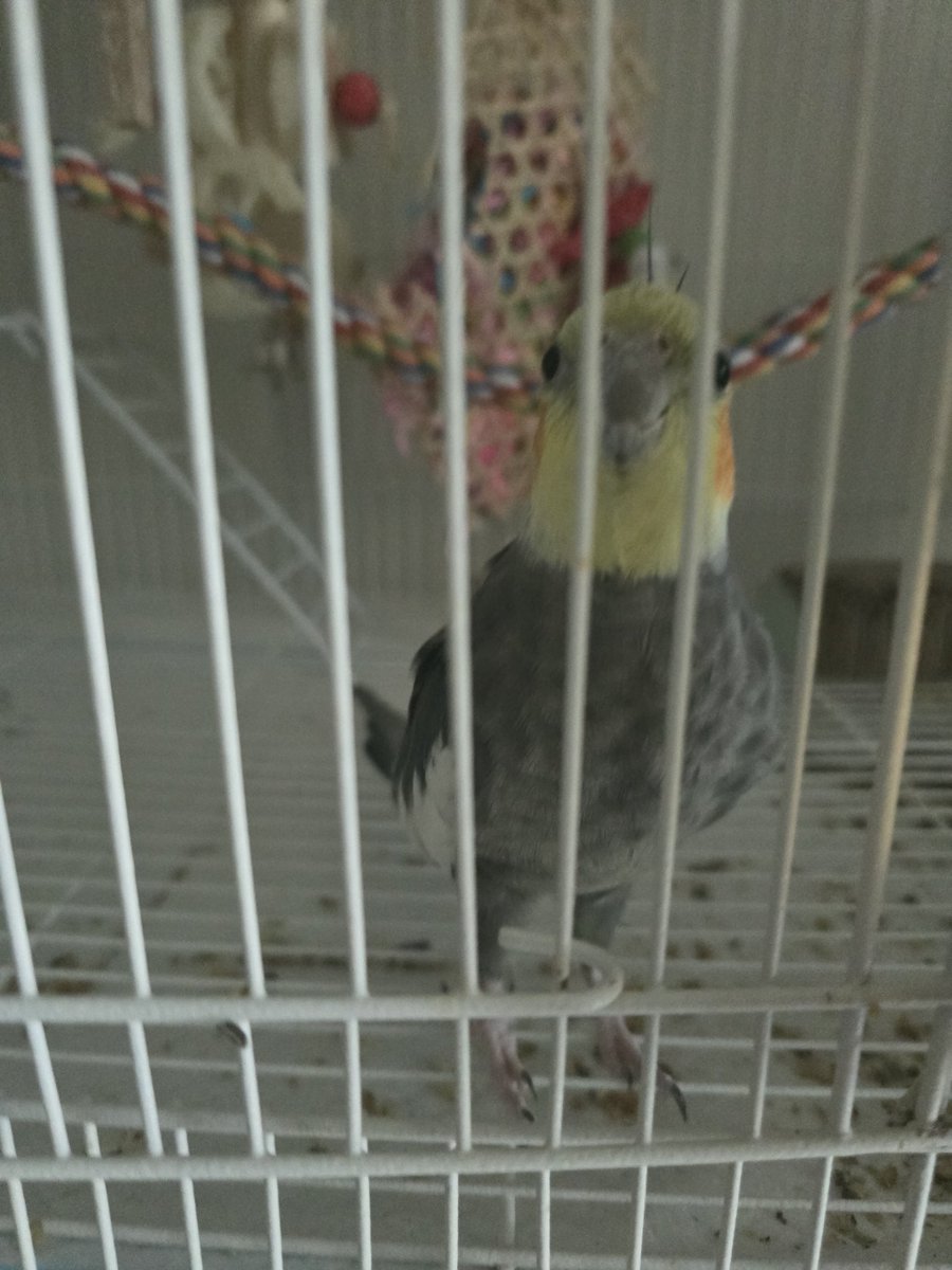 Parrot2018's tweet image. 만두는 이상하게 밥을 많이주면 밥에 똥싼다...