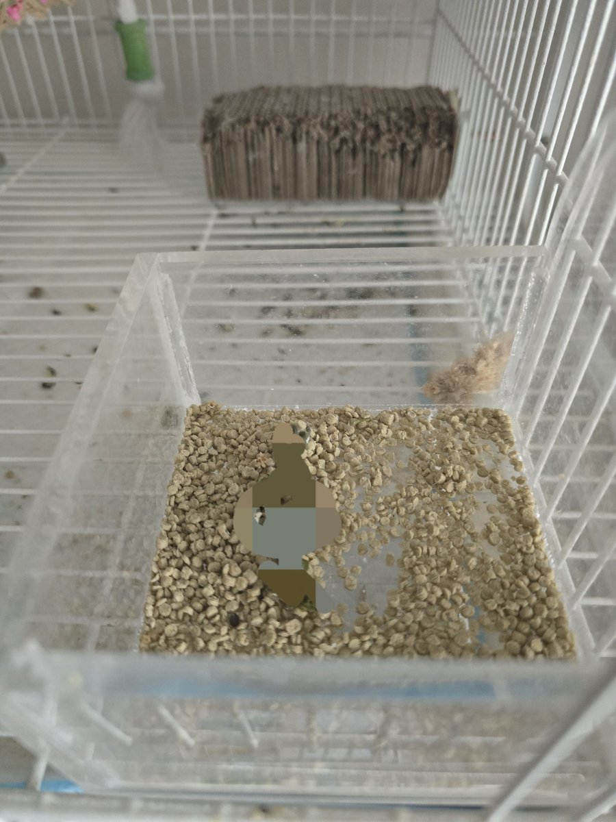 Parrot2018's tweet image. 만두는 이상하게 밥을 많이주면 밥에 똥싼다...