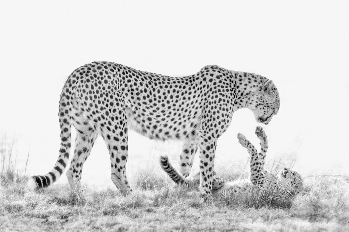 “A Moment Away”  Cheetah mother and cub, Masai Mara, Kenya #wildlife #photography