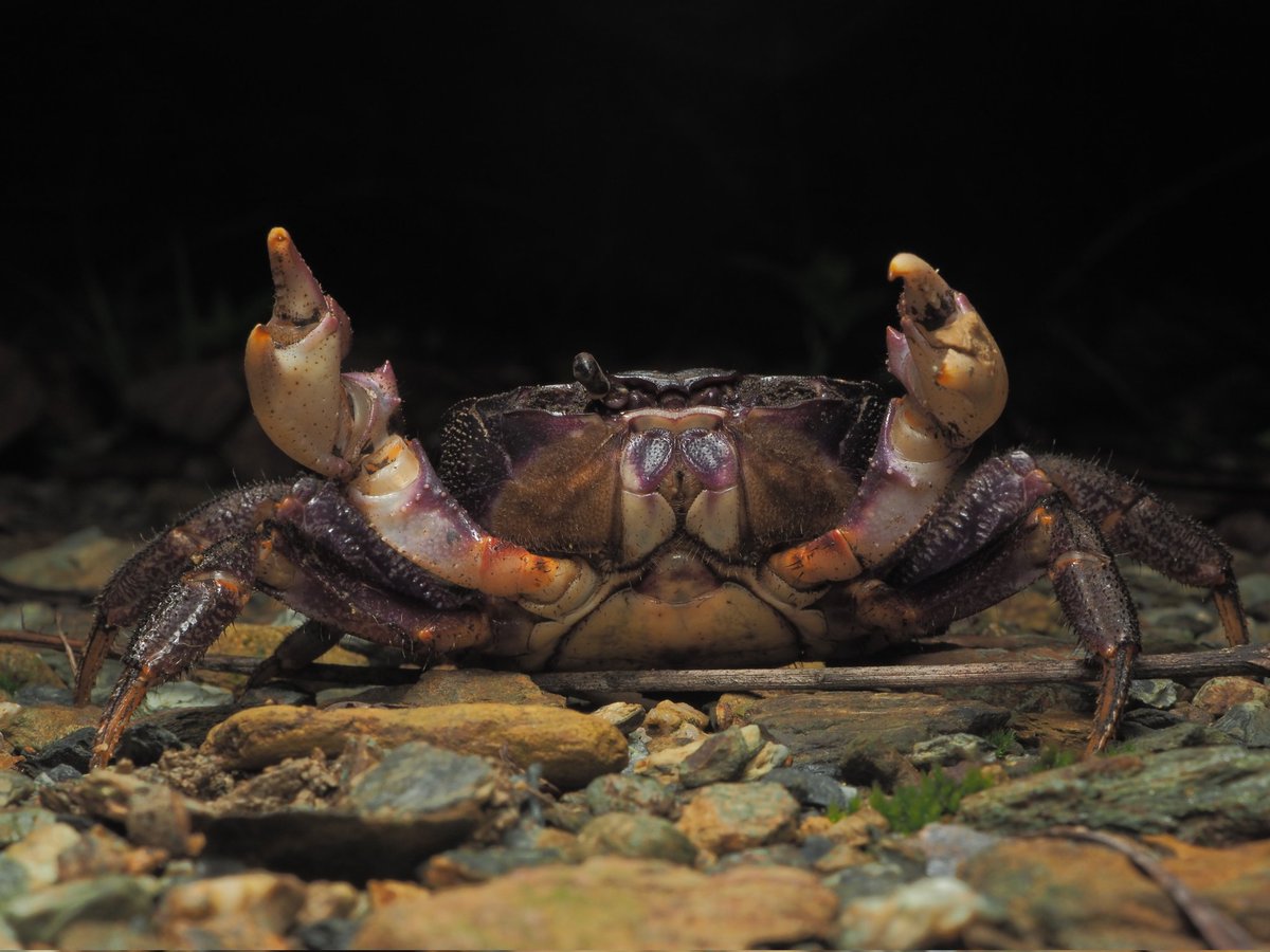 nakasonensis's tweet image. 奄美大島からヘリトリオカガニを記録しました
鹿児島県からの3島目の記録です
journal.kagoshima-nature.org/052-042/