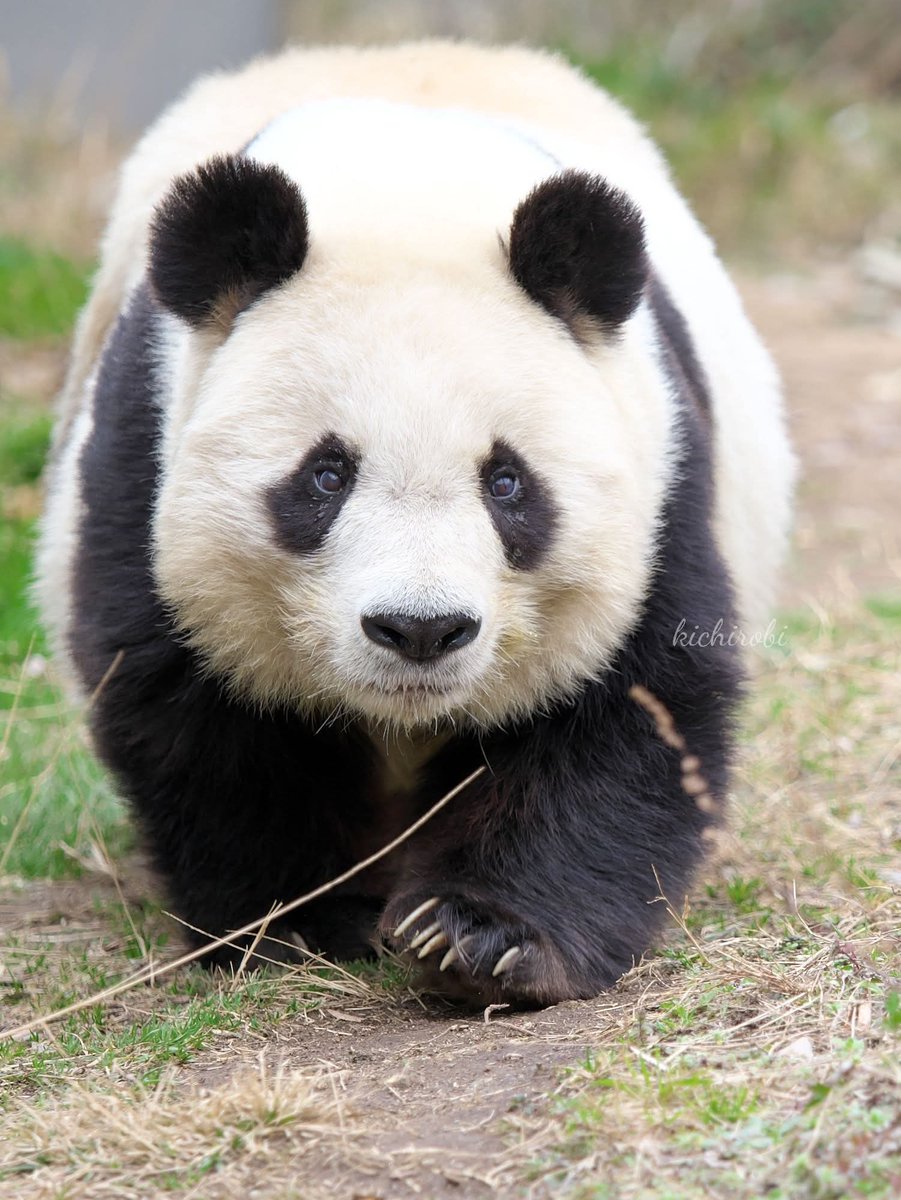 タンタン見たら 涙が😢