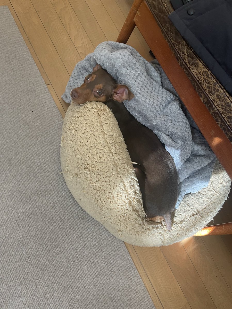 minipinlin's tweet photo. ホットドッグ🌭🐶 https://t.co/QfKwWul1EV