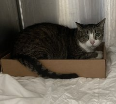 PeterAskin1's tweet photo. Through some strange twist of fate
Bujulito is alive &amp; to save not too late!
At NYC ACC in a lonely death row cage
is this dear, dear boy of a senior age!
Adopt if in #NewYork town
&amp; to the shelter get on down!
Tag @AdamsPaulGrimke with pledges!
VERY URGENT! 🙏 https://t.co/HCwwXyhG6Q