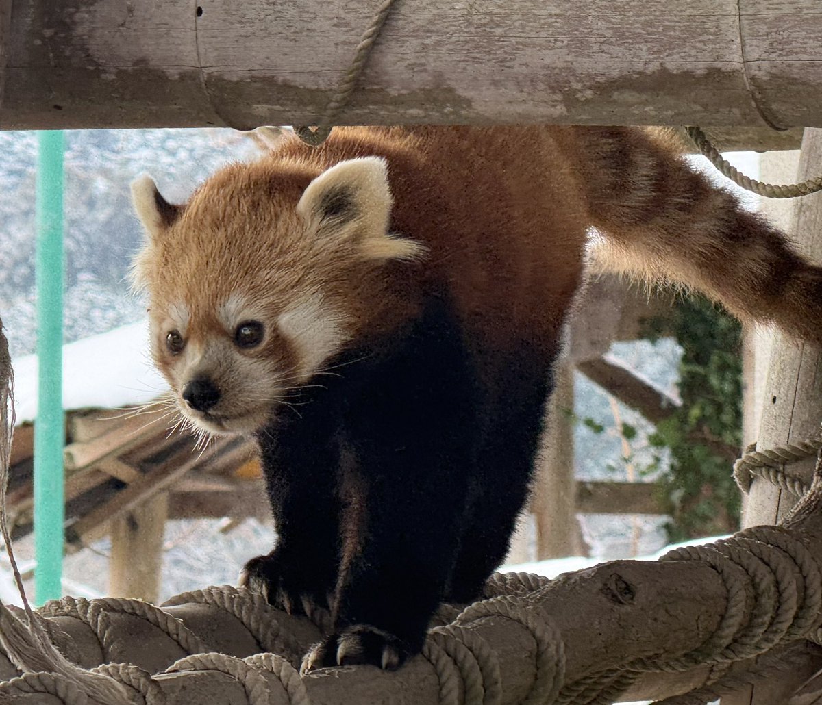 レッサーパンダが可愛い！
現場からは以上です！