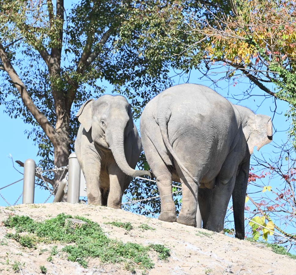 にくまんページ カワサキ「ZX-4（ZX400G）」（1988年）軽量コンパクト、高性能を意識し