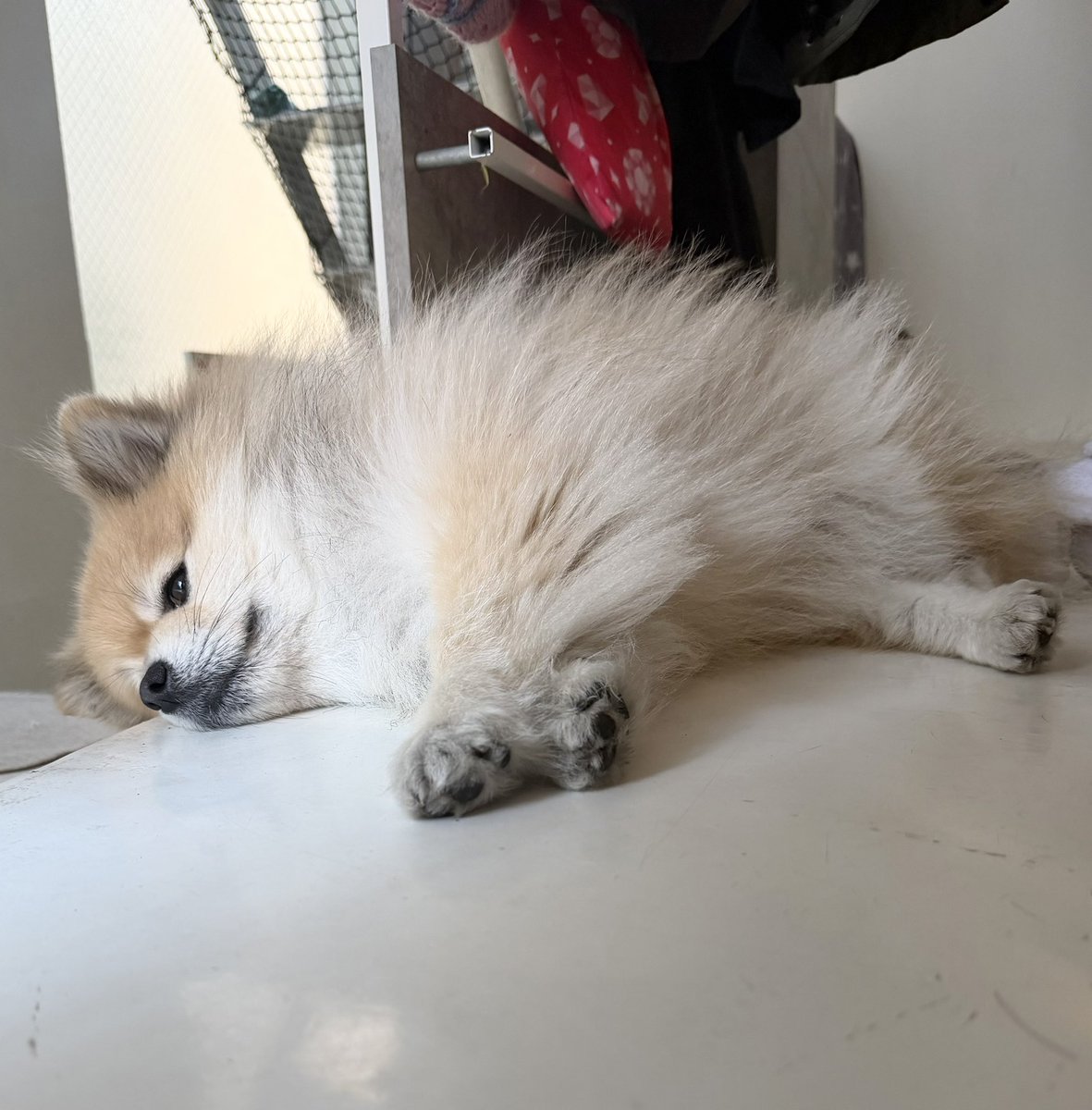 ③ ポメりんさま専用 夏季限定】さくらんぼゼリー × ラ・フランスゼリー × ヘルシー水